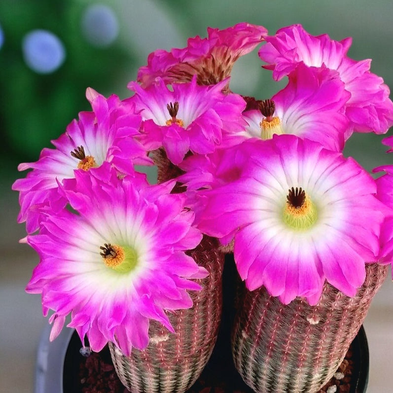Red-Spined Rainbow Cactus (Echinocereus Rigidissimus var. Rubispinus)