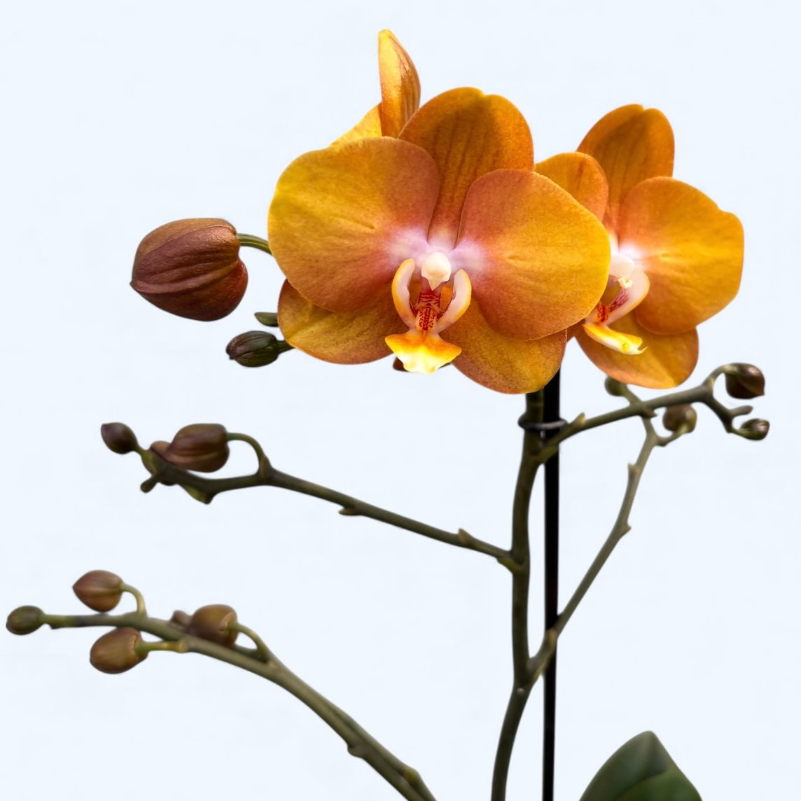 Phalaenopsis Phalfamzol (Las Vegas)