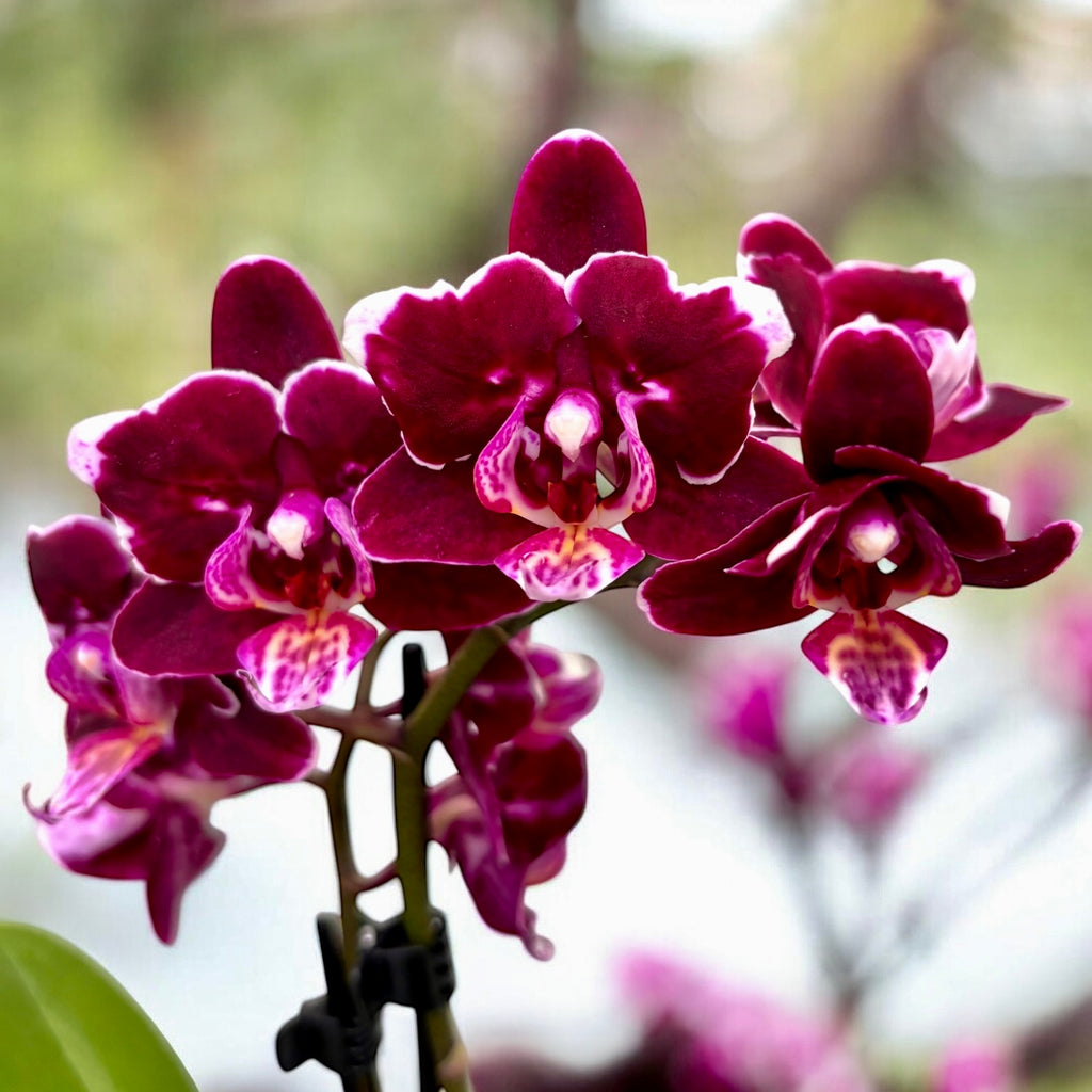 Phalaenopsis Black Aiyah -flori pelorice Butterfly