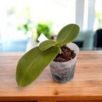 Phalaenopsis Sogo Grape - flori parfumate