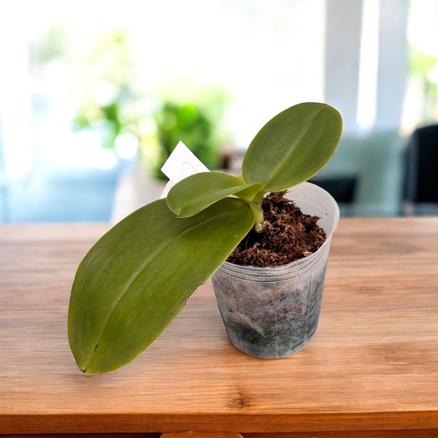 Phalaenopsis Sogo Grape - fragrant flowers