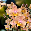 Phalaenopsis Scention (Aromio Fresh) - flori intens parfumate