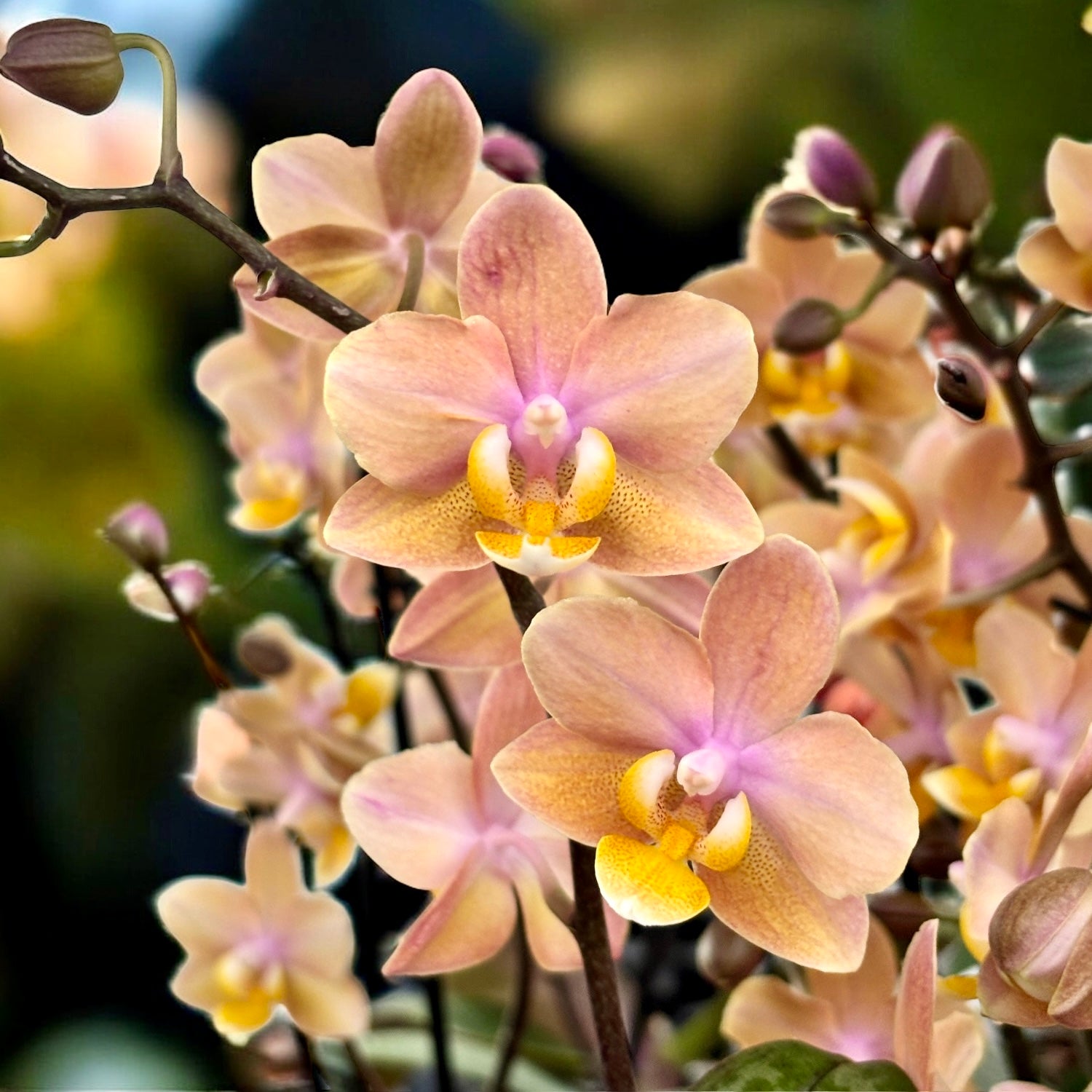 Phalaenopsis Scention (Aromio Fresh) - intensiv duftende Blumen