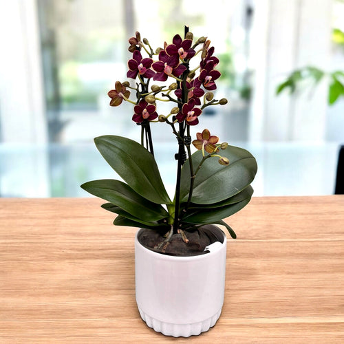 Phalaenopsis Sunrise Red Peoker (Esmee) D12 - flores cerosas