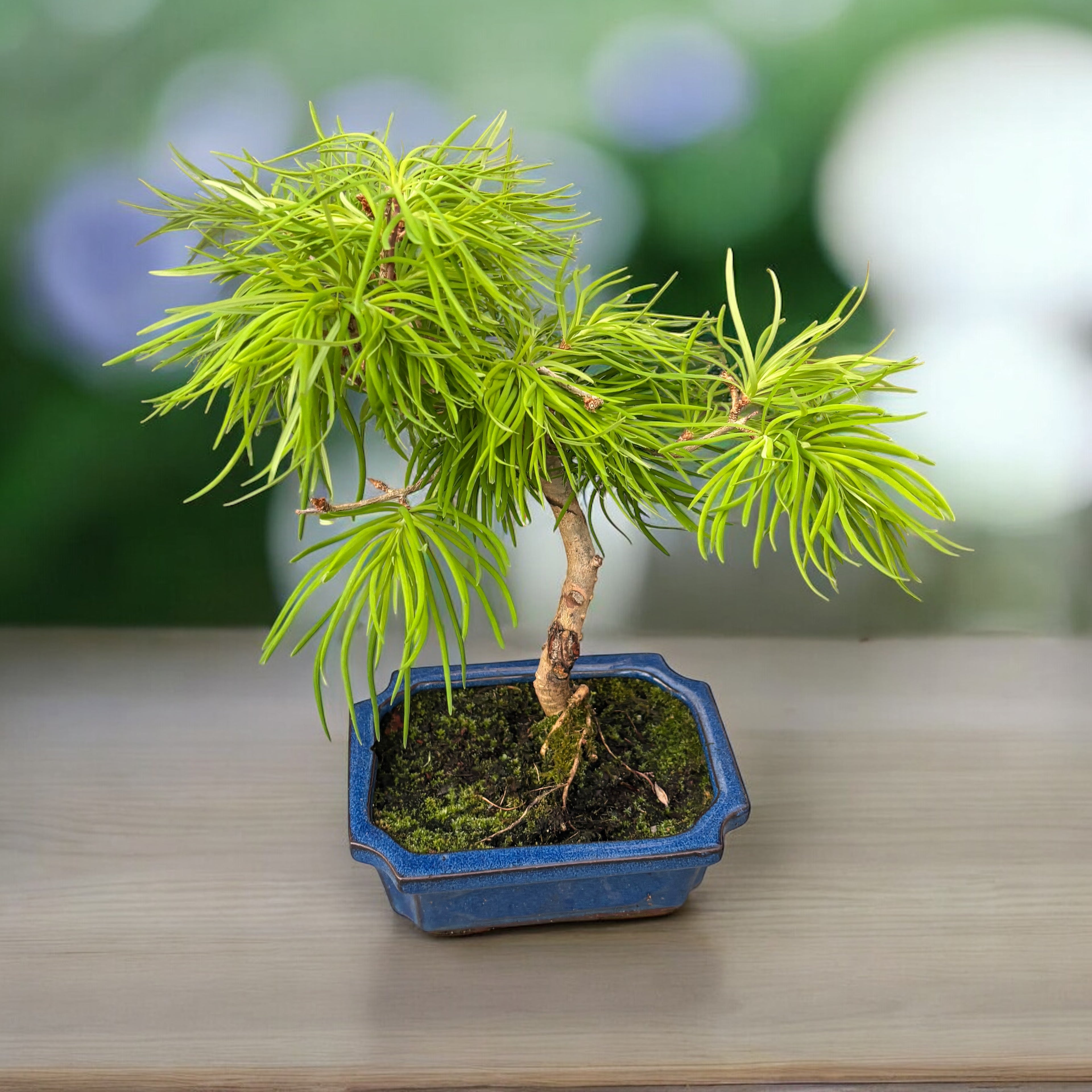 Bonsai Pseudolarix