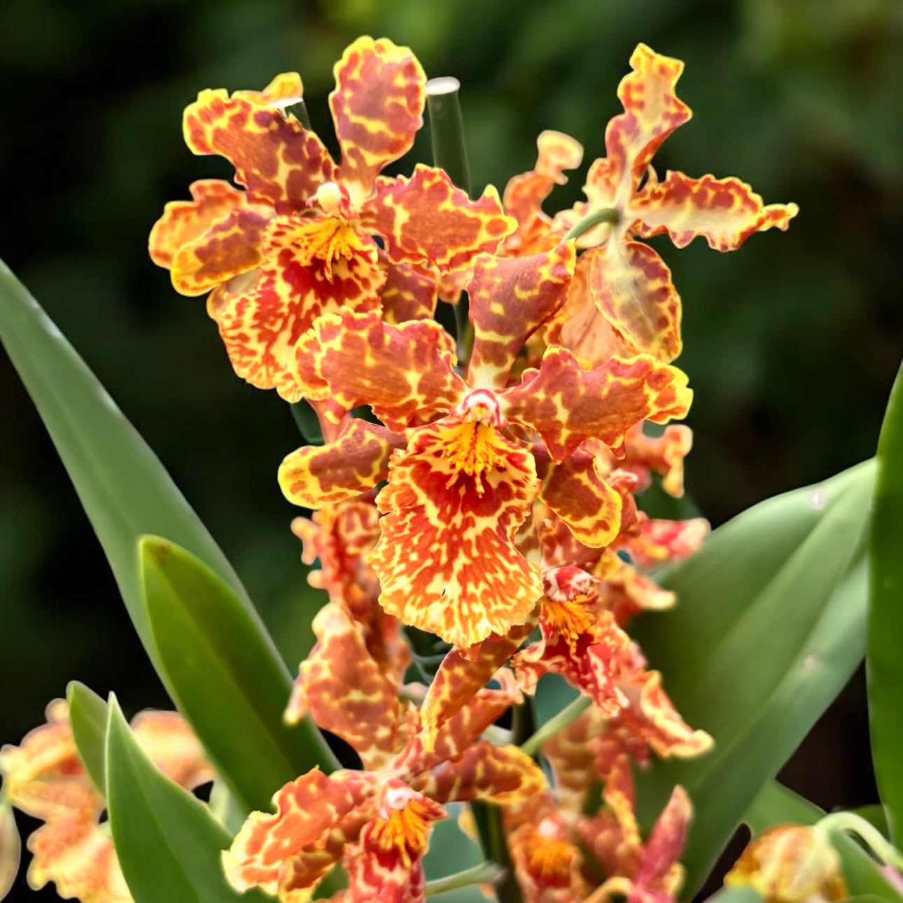 Odontocidium Golden Mirth ‘Filini’s Gold Dust’ - tuoksuvat kukat