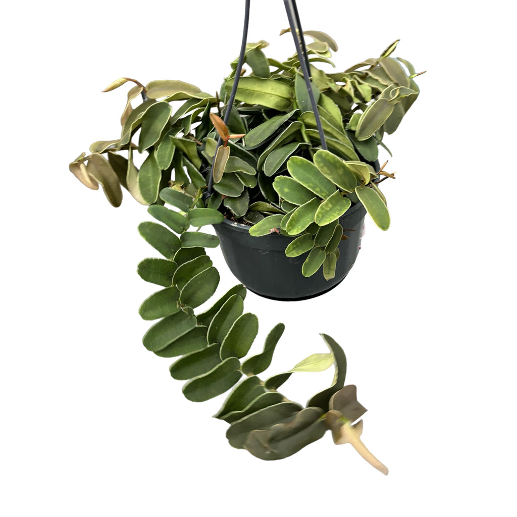 Marcgravia umbellata - liana tropicale con fogliame spettacolare