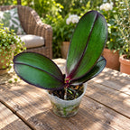Phalaenopsis Salu's Fragrancy (Black Leaves) - flori parfumate