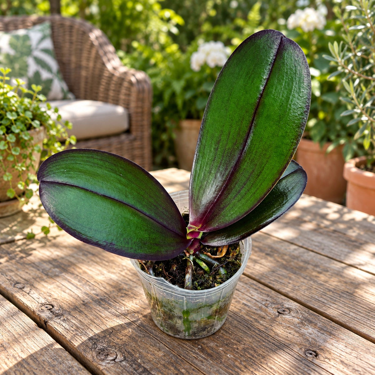 Phalaenopsis Salu's Fragrancy (Black Leaves) - flori parfumate