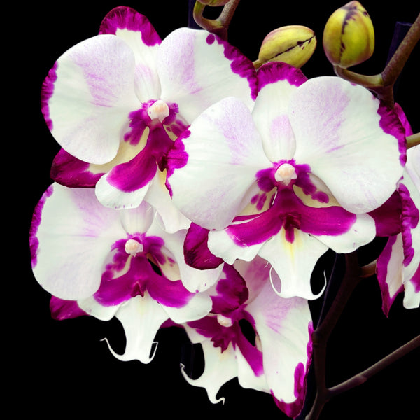 Phalaenopsis King Car Dalmatian big lip