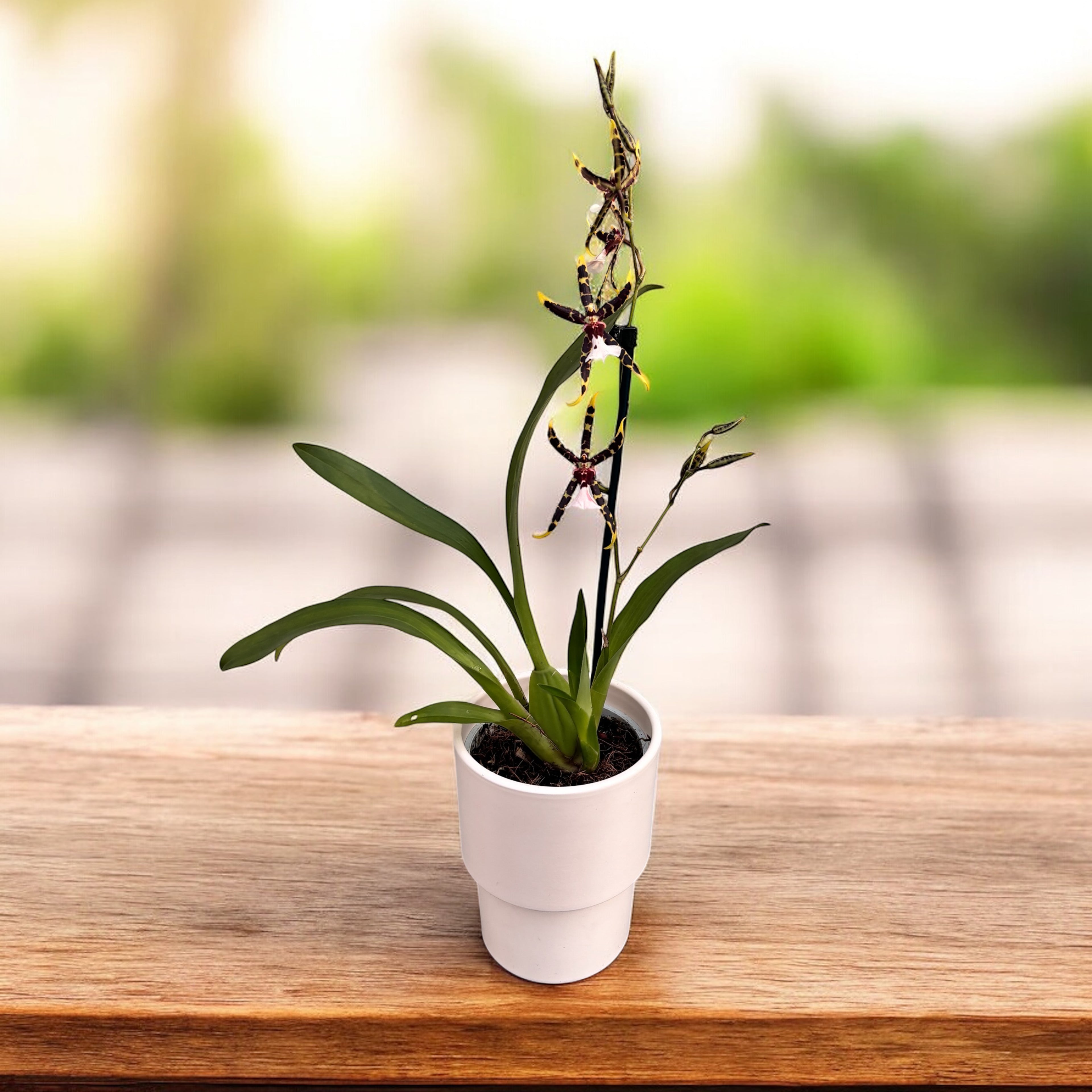 Cambria spéciale parfumée