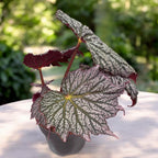 Begonia ‘Stirling Moon’ - begonie rara cu frunze argintii metalice