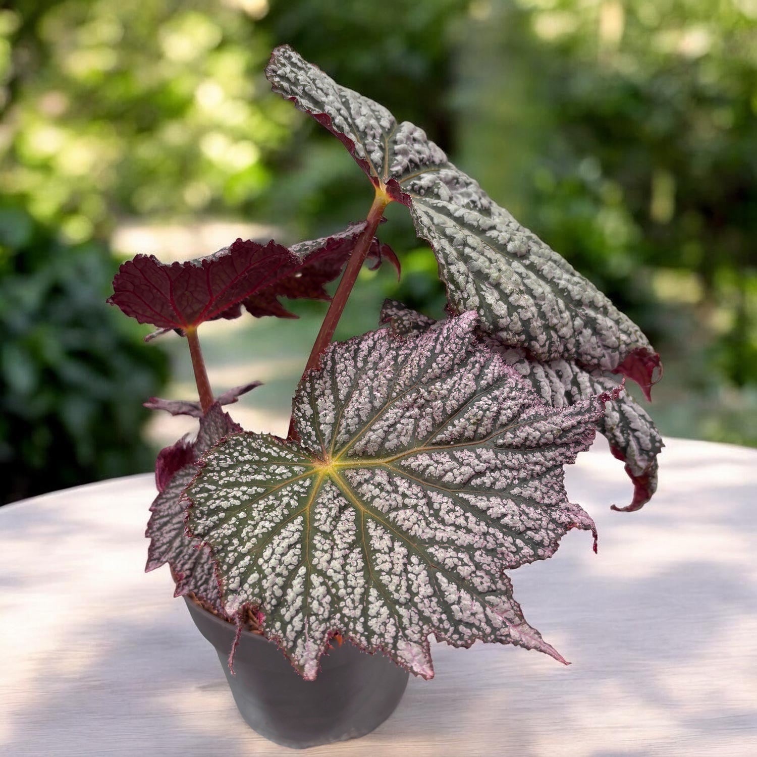 Begonia ‘Stirling Moon’ - begonie rara cu frunze argintii metalice