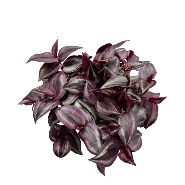 Tradescantia zebrina Purple Passion - 3 plants/pot