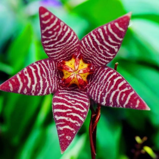 Piaranthus barrydalensis