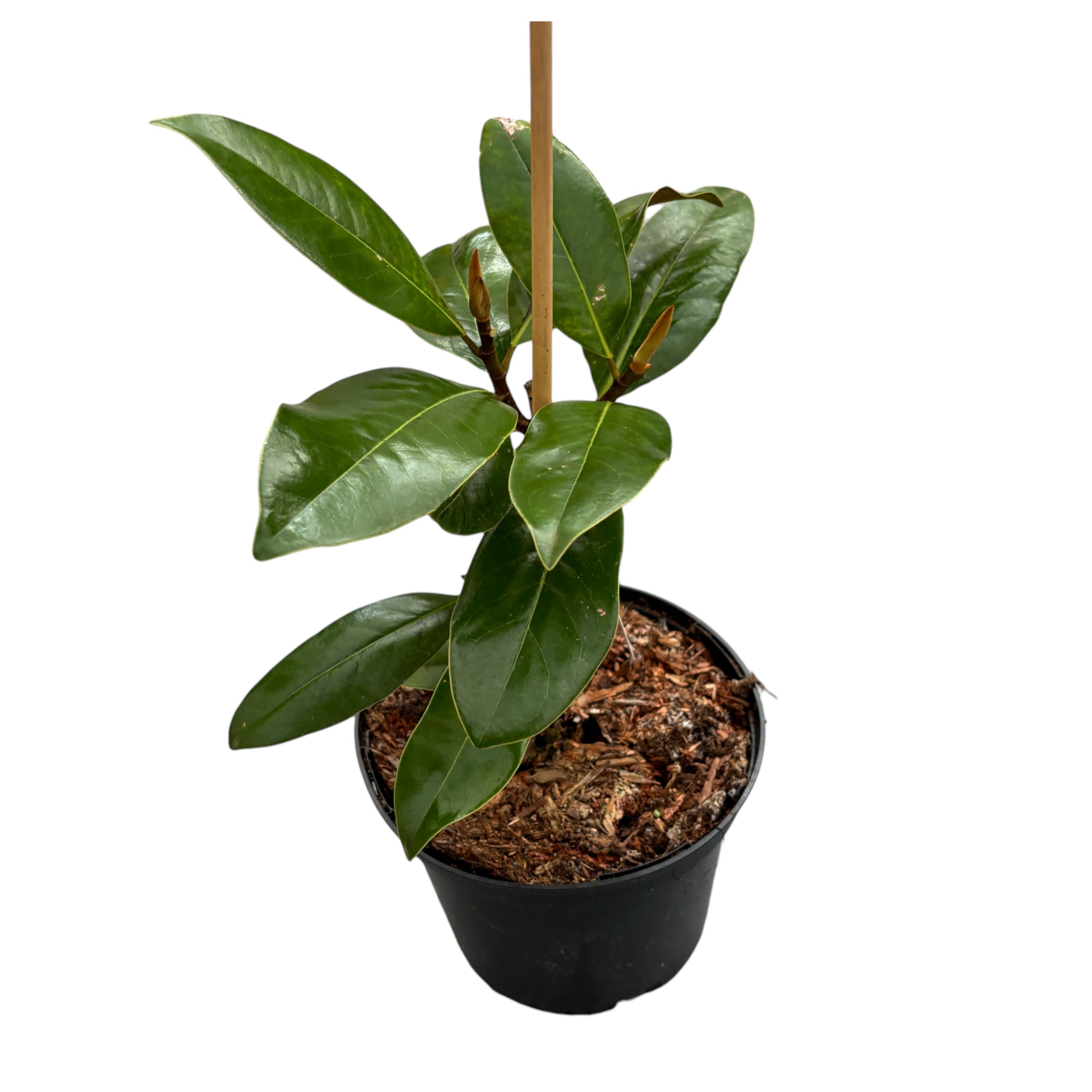 Magnolia grandiflora 'Ferruginea' - immergrünes Laub, riesige, duftende Blüten (junge Exemplare)