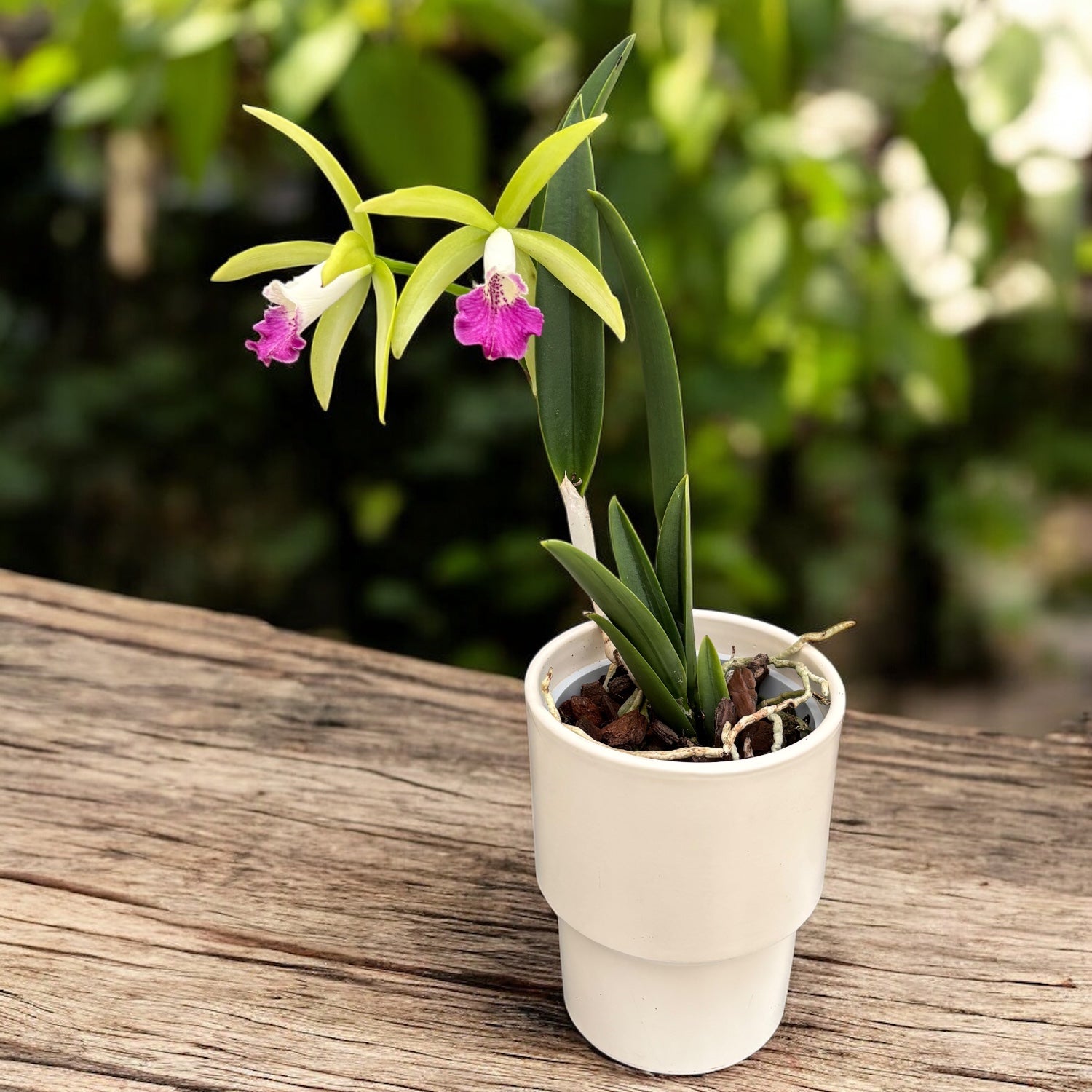 Procatavola Wufong Jade (Cattleychea Siam Jade × Brassavola nodosa) - flori parfumate!