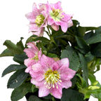 Helleborus orientalis 'Hello Amber' (Spanz cu flori duble)