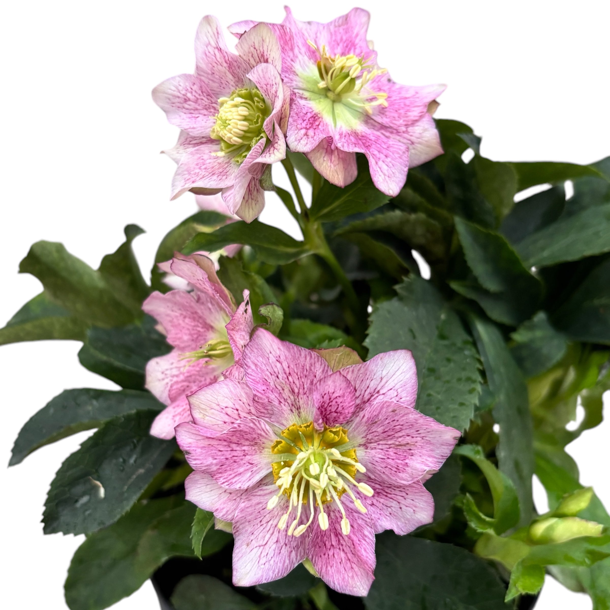 Helleborus orientalis 'Hello Amber' (Spanz cu flori duble)