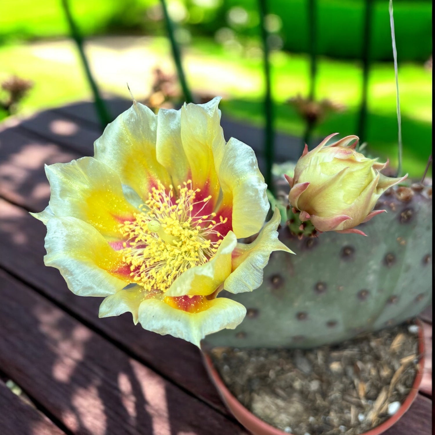 Opuntia azurea – cactus cu flori galbene, rezistent la seceta si ger