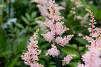 Astilbe Peach Blossom