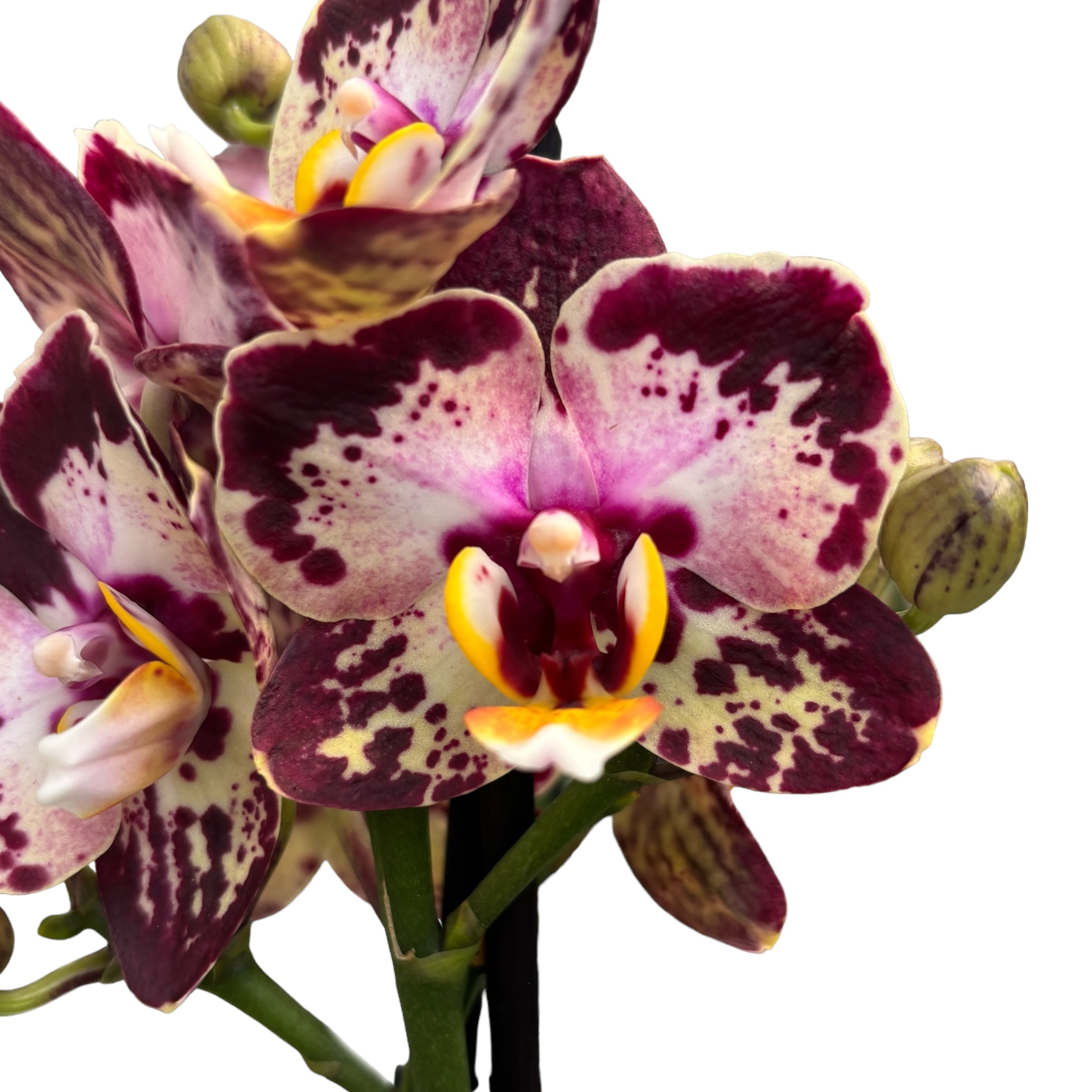 Phalaenopsis « Limited #59 » (fleurs cireuses)