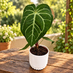 Anthurium magnificum – aksamitne liście i srebrne żyłki w tropikalnej roślinie o królewskim wyglądzie