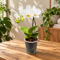 Phalaenopsis Lech