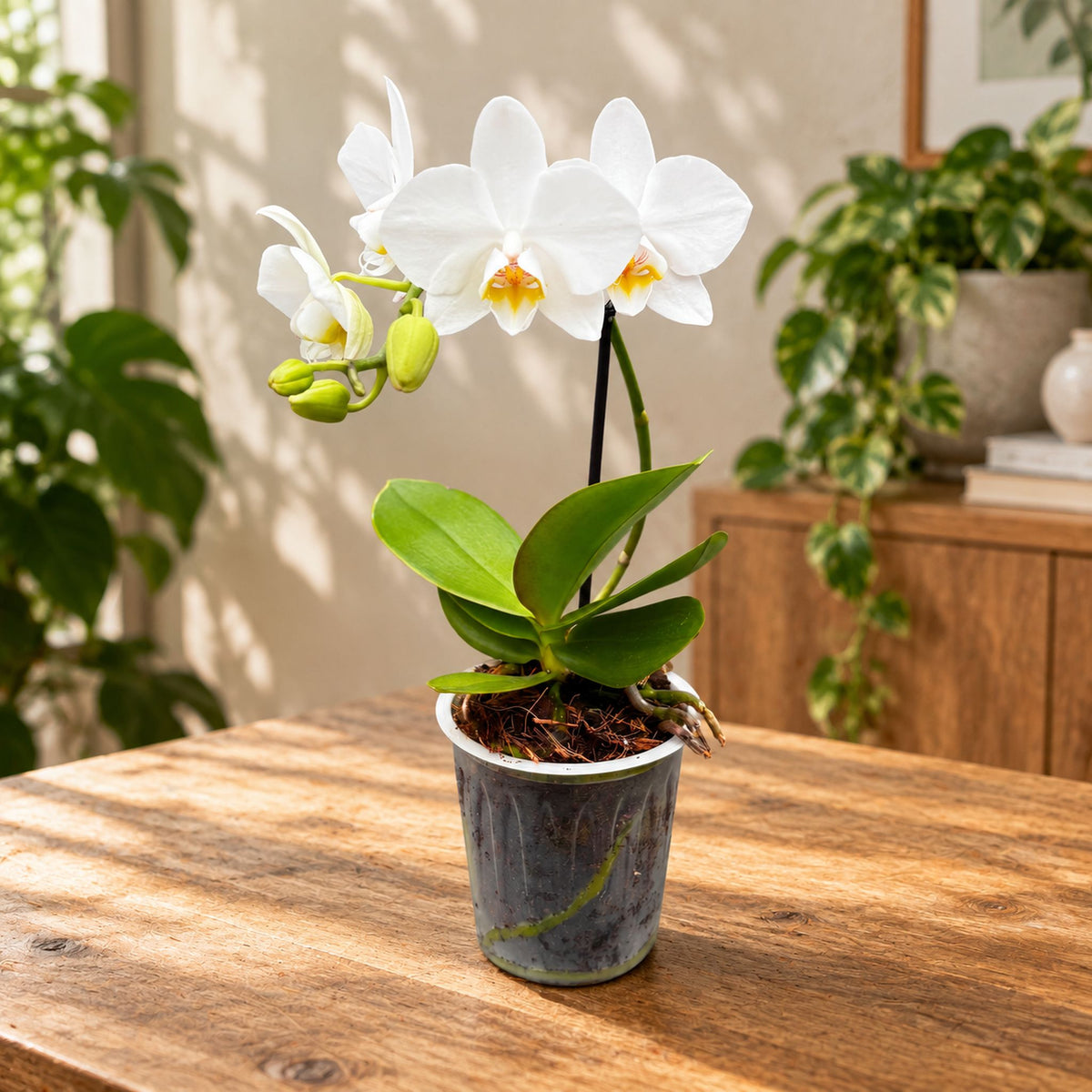 Phalaenopsis Lech – Secret Garden Plant Shop