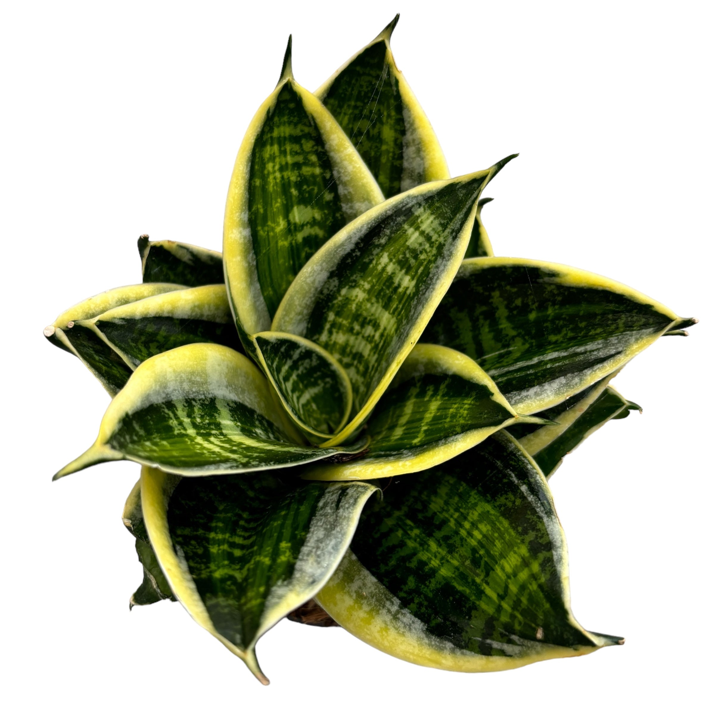 Sansevieria Hahnii 'Superstar'