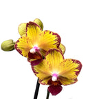 Phalaenopsis Fangmei Sweet ‘1546’