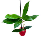 Hoya 'Jennifer' (H. incrassata x H. finlaysonii)