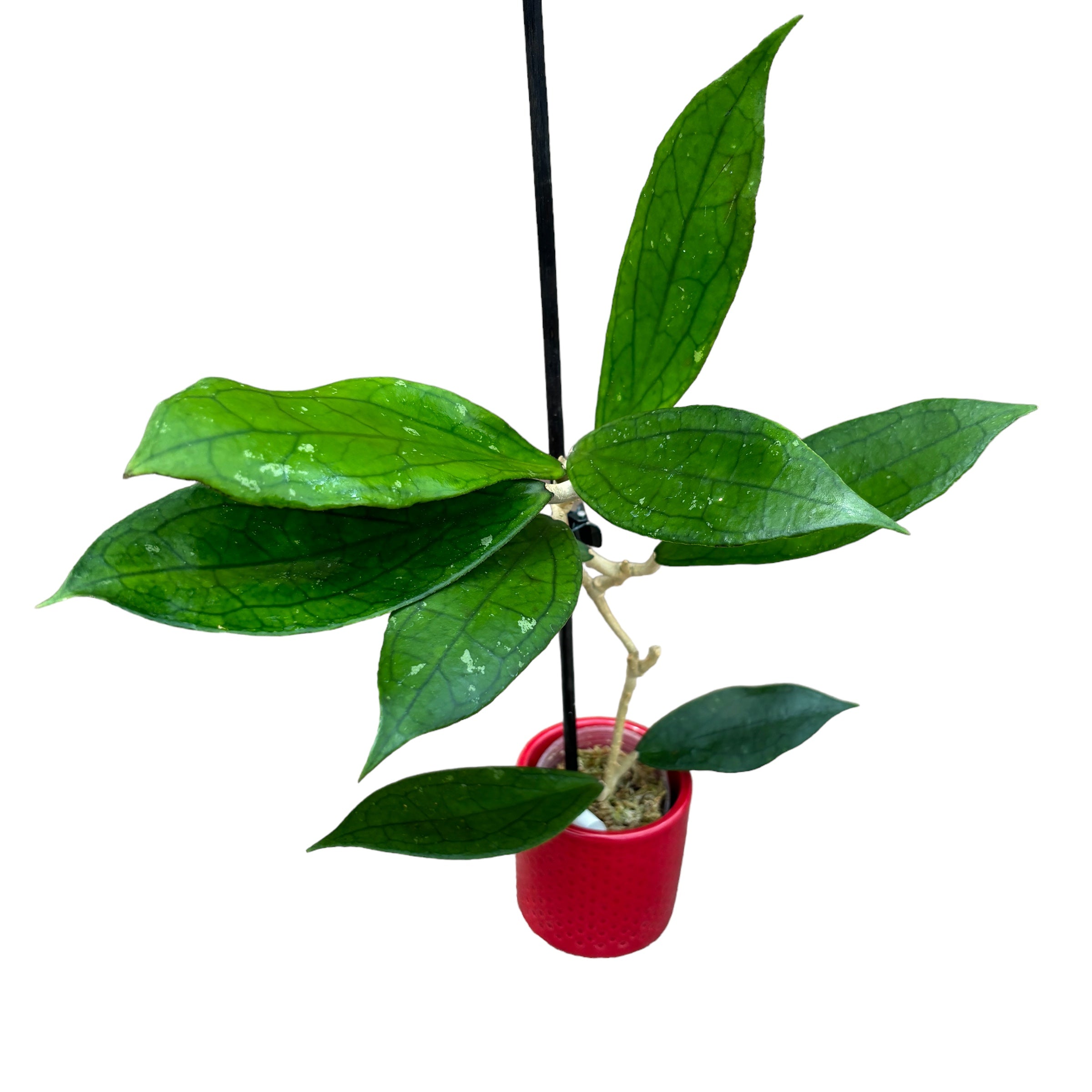 Hoya 'Jennifer' (H. incrassata x H. finlaysonii)