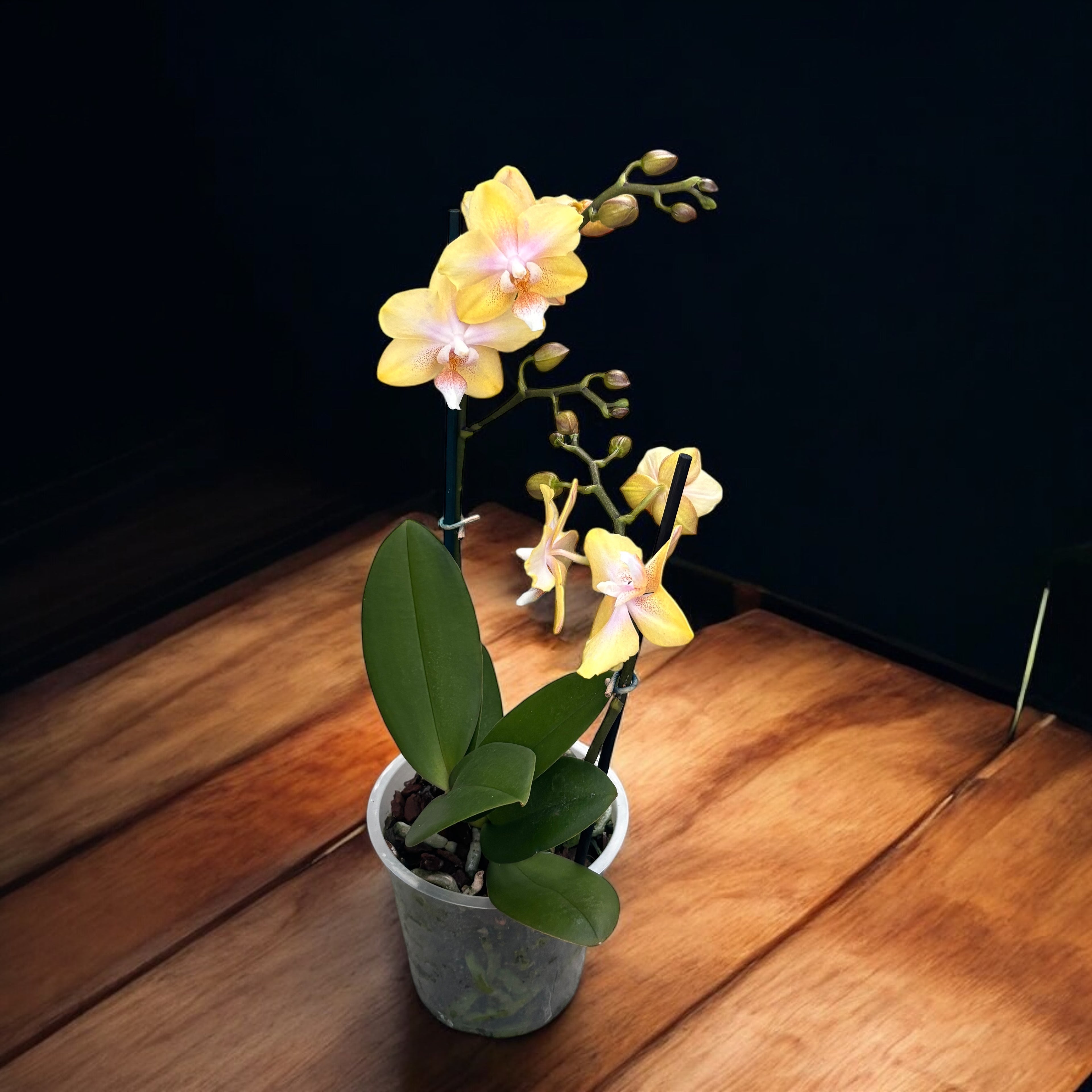 Phalaenopsis Bronze Buddha ‘Lemon’ (Bolgheri Lemon) – orhidee cu flori parfumate in nuante solare