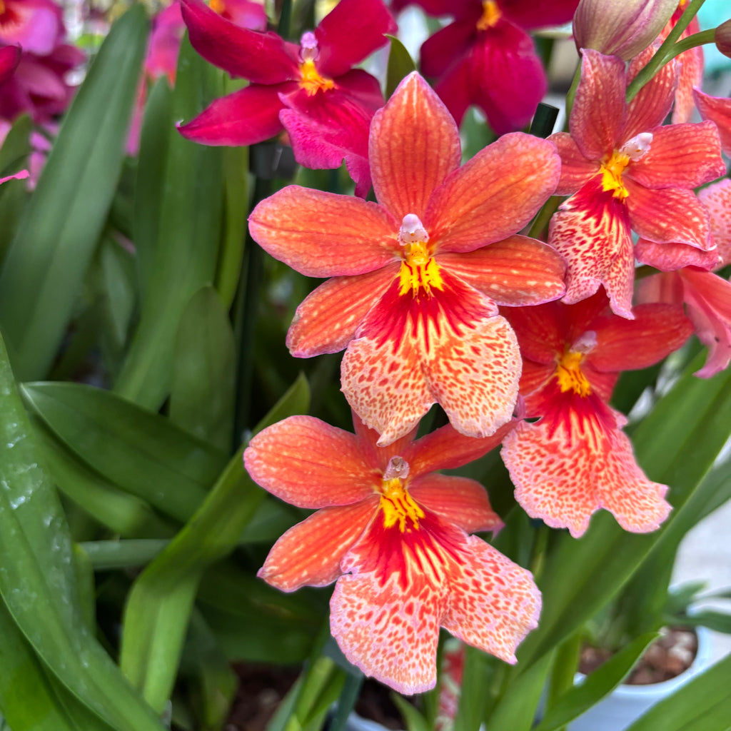 Oranje orchidee - Burrageara Nelly Isler Orange (intens geurende bloemen)