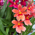 Orange Orchid - Burrageara Nelly Isler Orange (intensely fragrant flowers)