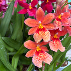 Orange Orchid - Burrageara Nelly Isler Orange (intensely fragrant flowers)