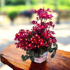 Saxifraga cortusifolia Dancing Pixies® ‘Tessy’ – podzimní květina s červenými květy