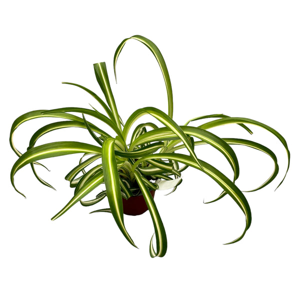 Chlorophytum comosum 'Bonnie' - Karibik