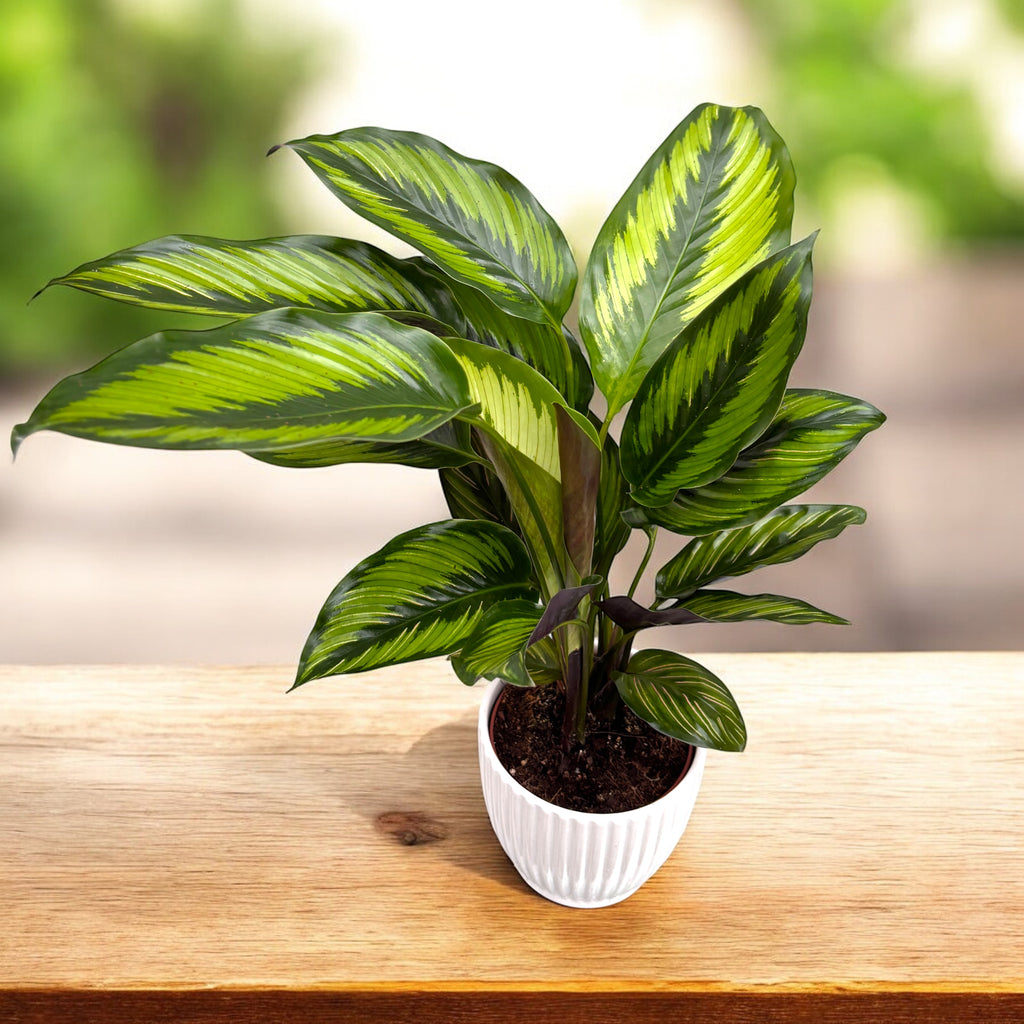Calathea ‘Beauty Star’ (Pinstripe) – elegáns csíkos trópusi levél