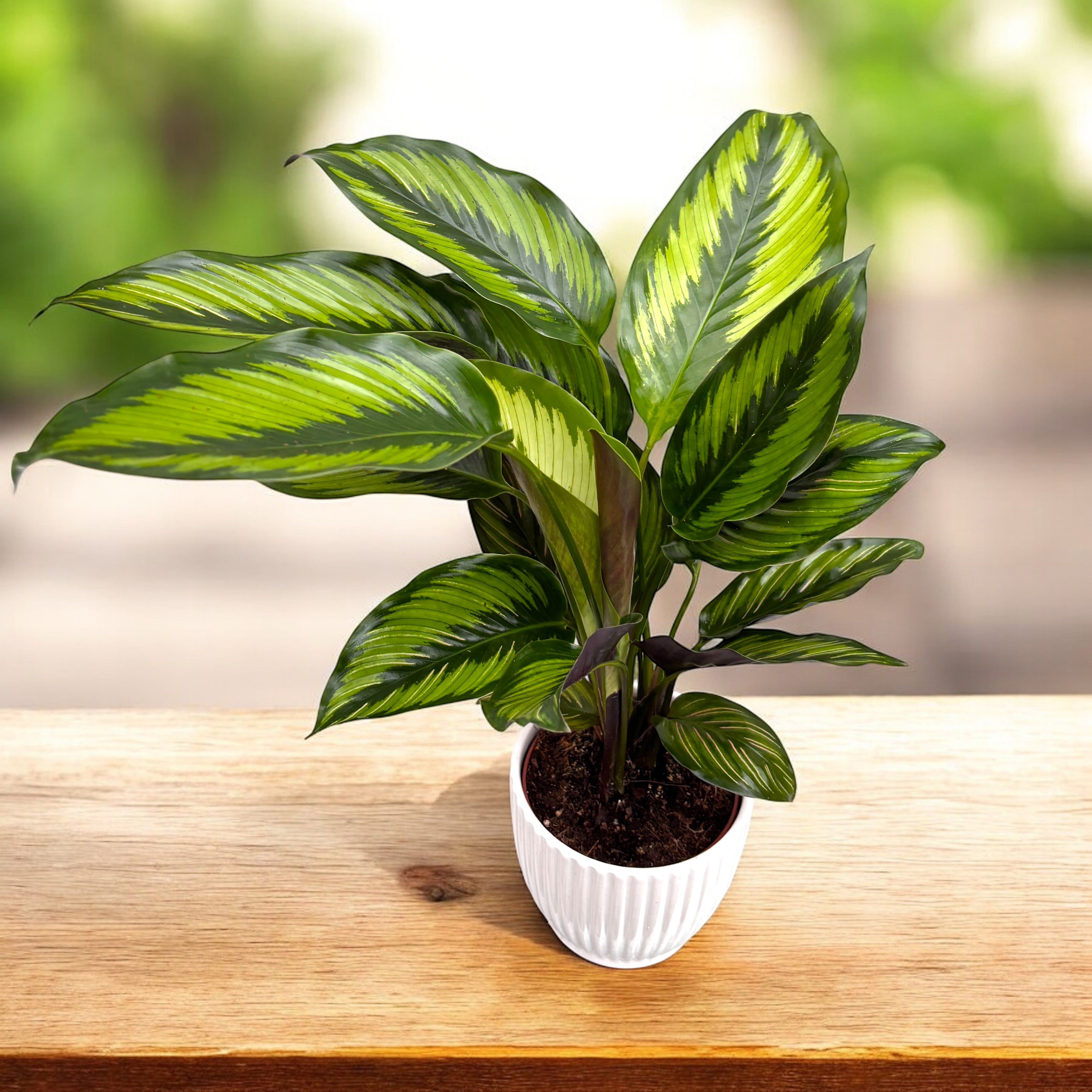 Calathea ‘Beauty Star’ (Pinstripe) – frunzis tropical in dungi elegante