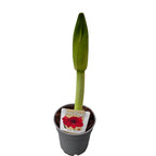 Hippeastrum ‘Royal Red’ - Lis rouge en pot (Amaryllis)