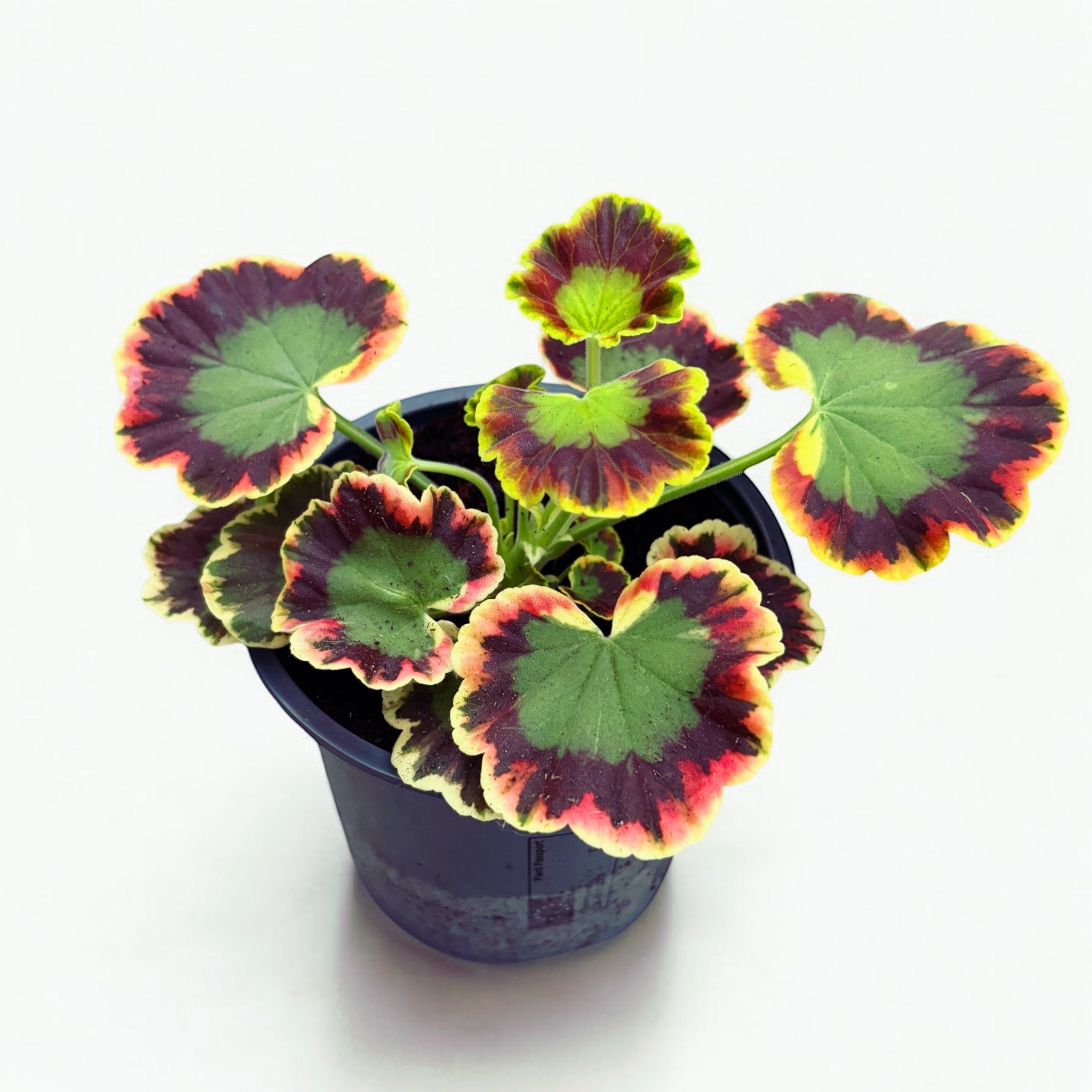 Pelargonium ‘Contrast’ (muscate cu frunze colorate)