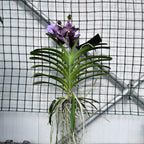 Vanda Midnight Black (Ansu)