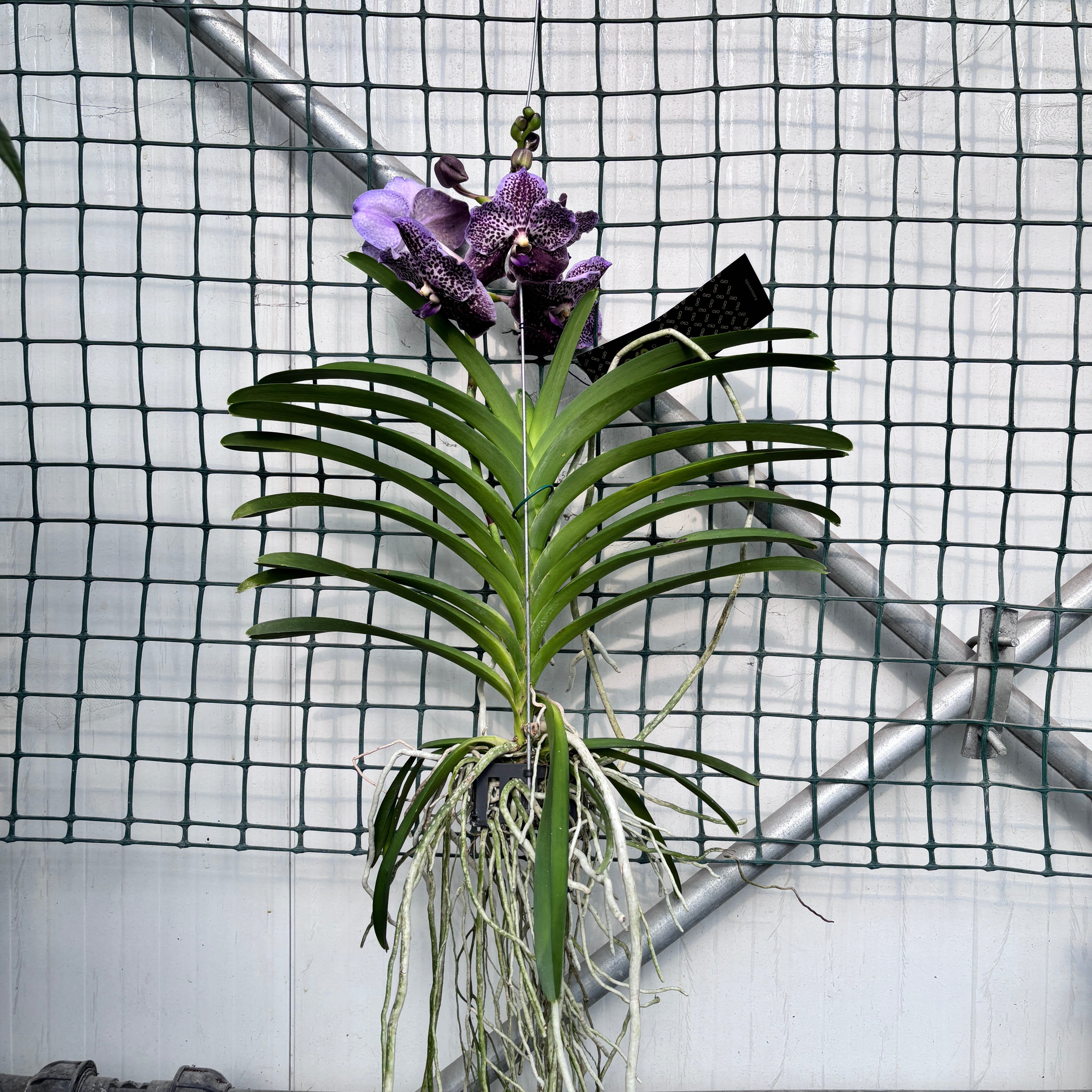Vanda Midnight Black (Ansu)