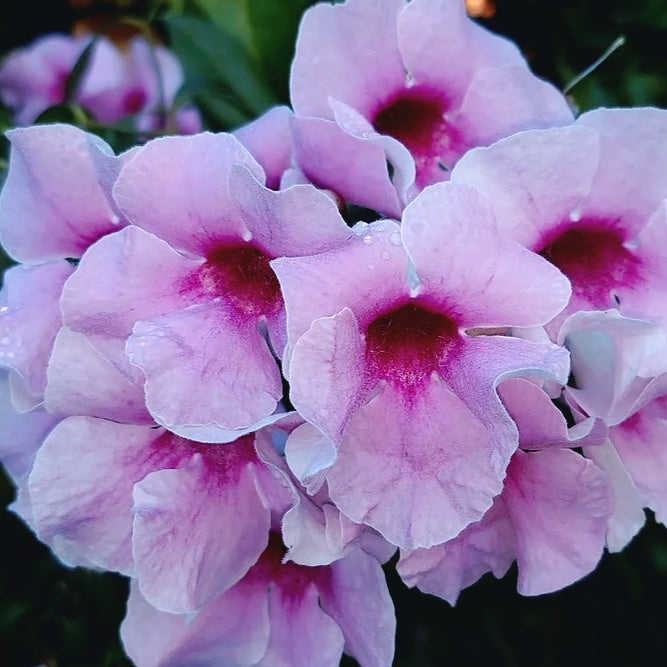 Pandorea jasminoides - flori parfumate (2 plante/ghiveci) - Exemplare XL