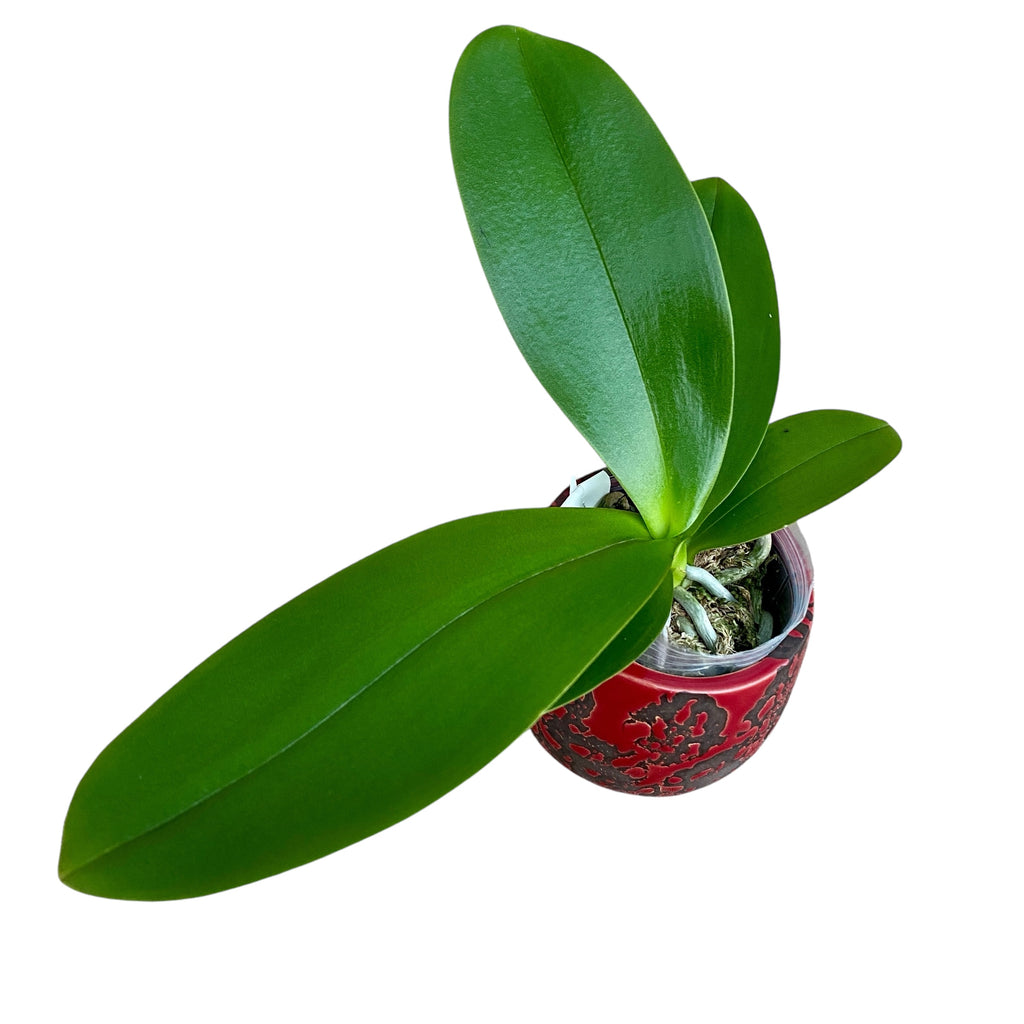 Phalaenopsis Brother Sara Gold × Sun Raise Red Proletariat