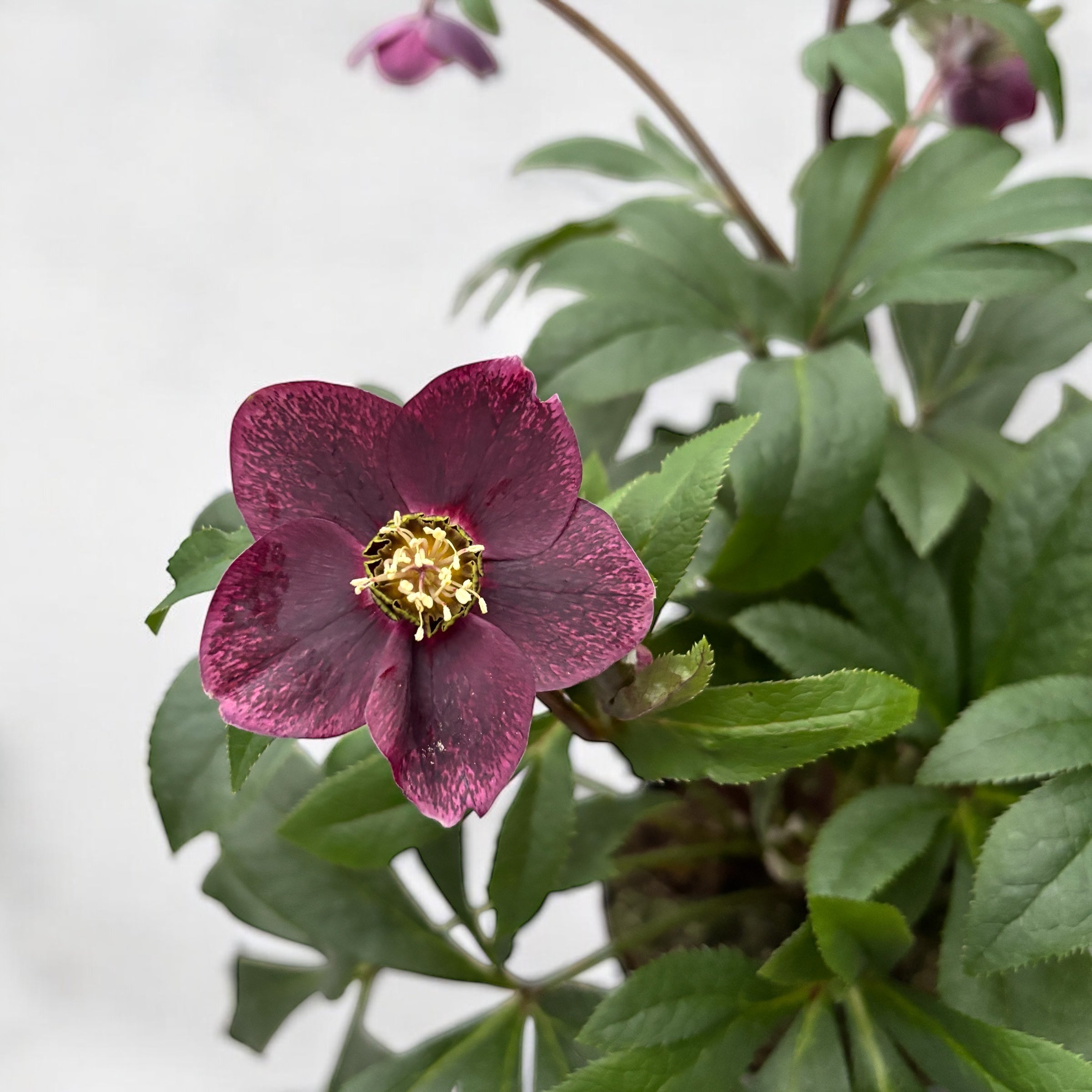 Helleborus orientalis Viv Victoria (Spanz)