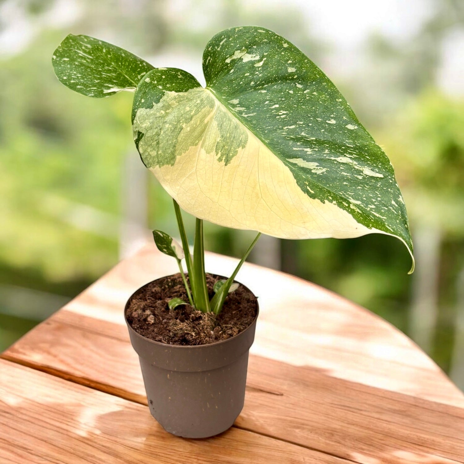 Monstera variegata 'Thai Constellation'