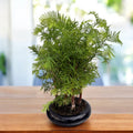 Bonsai Metasequoia (bos)